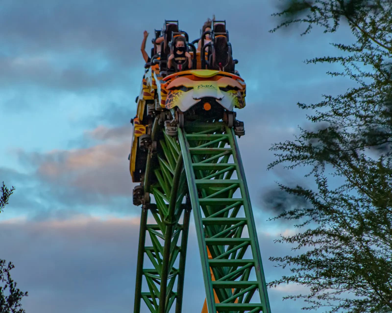 Cheetah Hunt